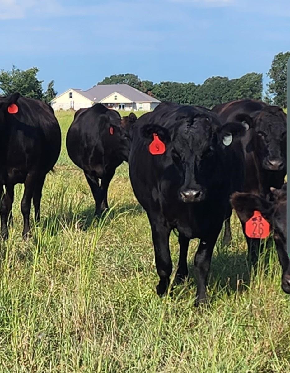 Douglas Wagyu Cattle roaming around in a field in Southwest Missouri.